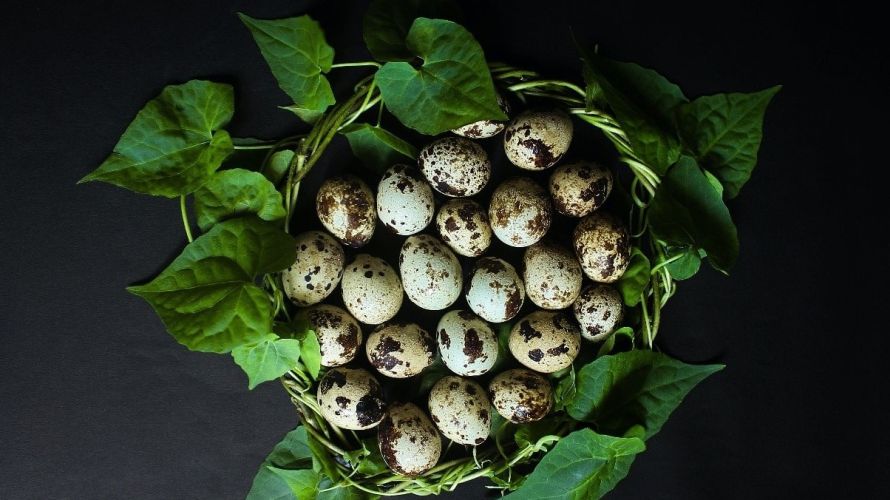 Сколько перепелиных яиц можно есть в день